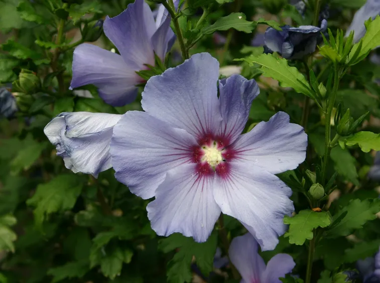hibiscus syriacus