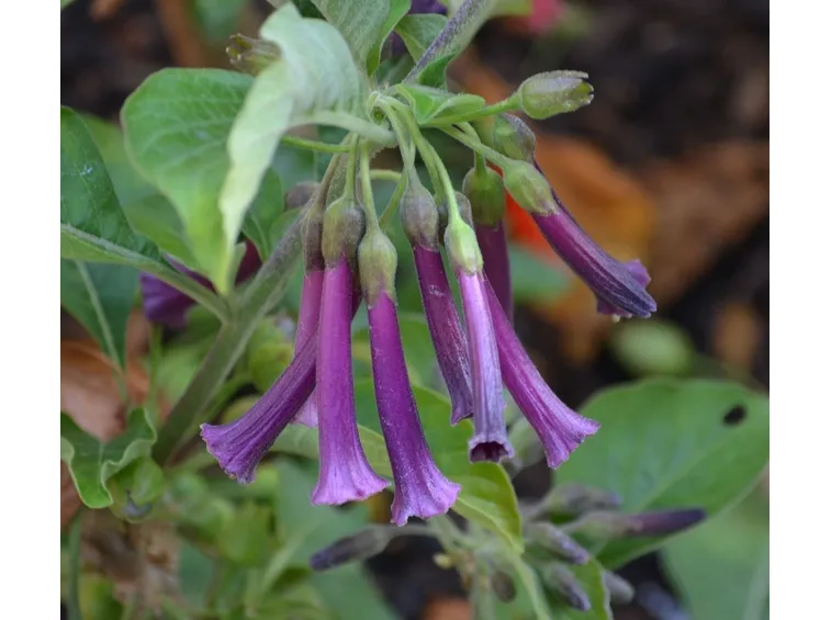 fiore di cestro