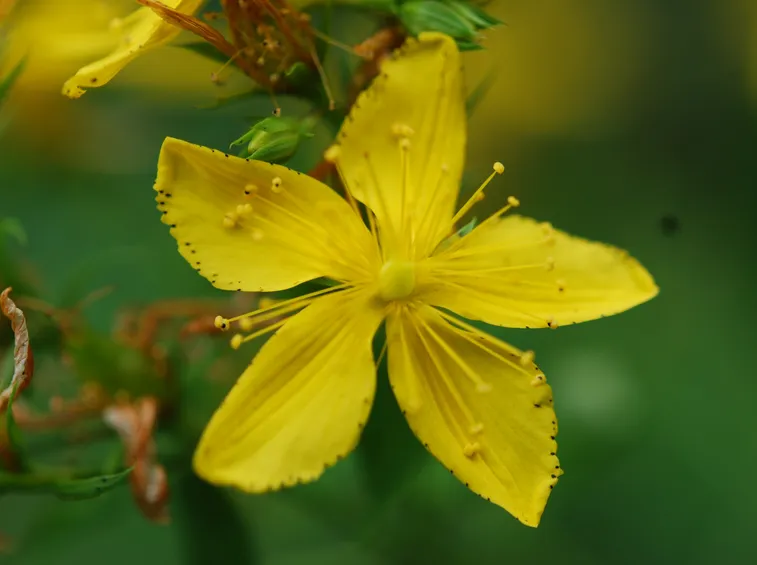 hypericum patulum hidcote gold