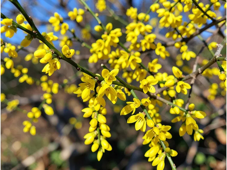 Gelsomino giallo
