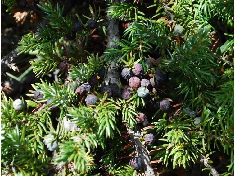 juniperus communis gold cone