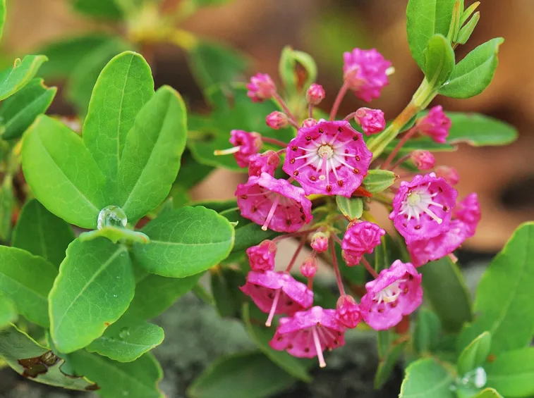 Kalmia