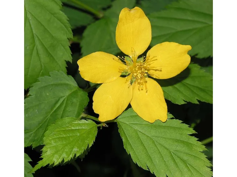 kerria japonica
