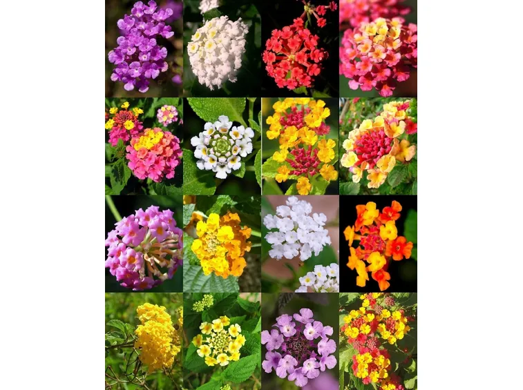 Lantana