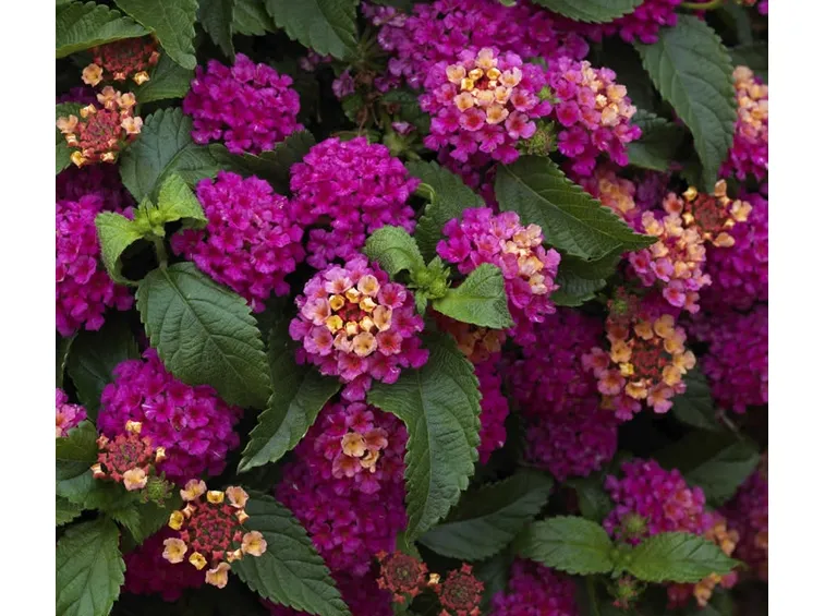 lantana