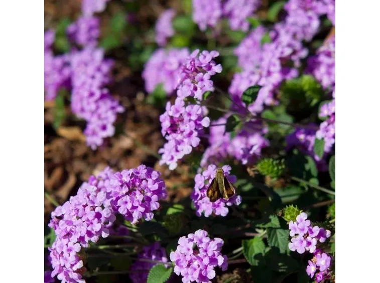 Lantana