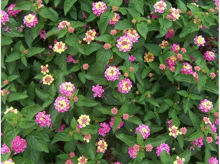 Lantana camara
