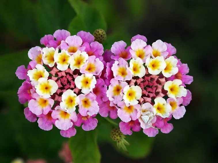 lantana