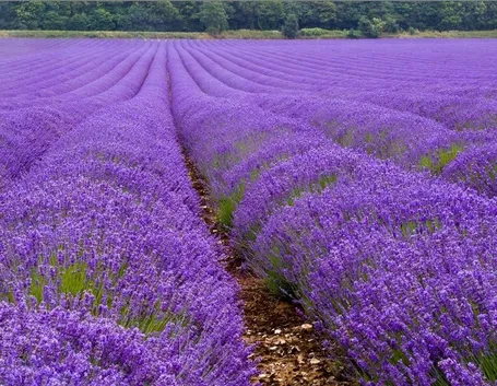 Lavanda