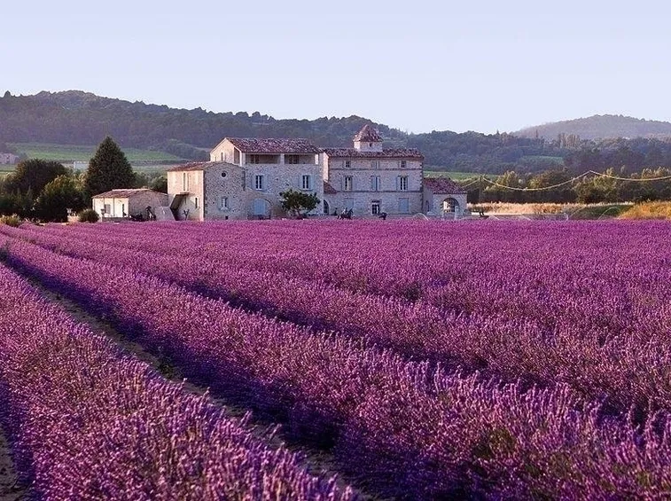 Usi in giardino lavanda