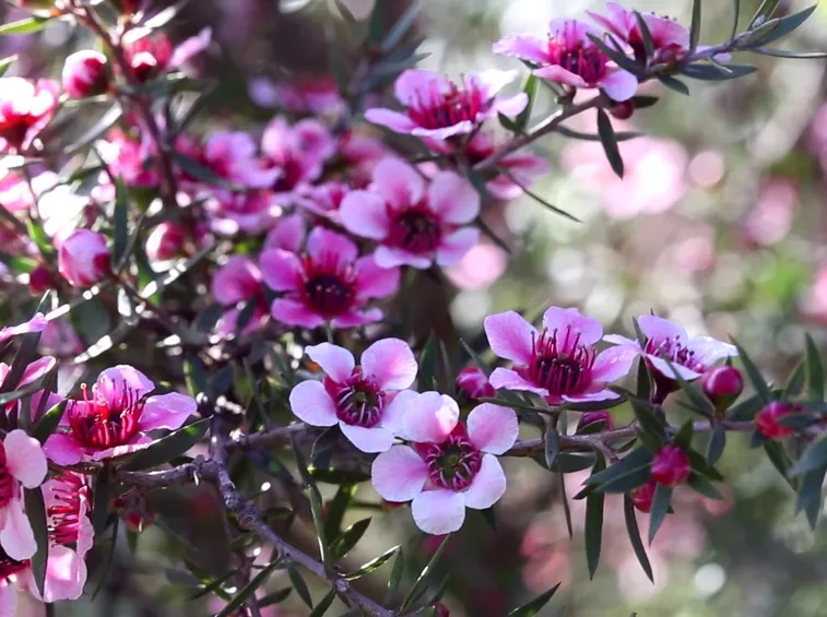 leptospermum rosa