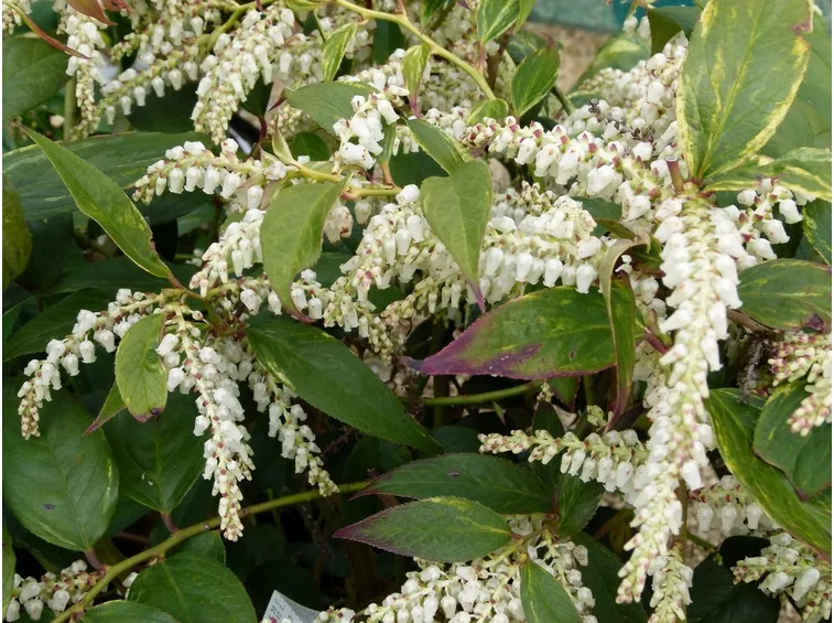 leucothoe fontanesiana