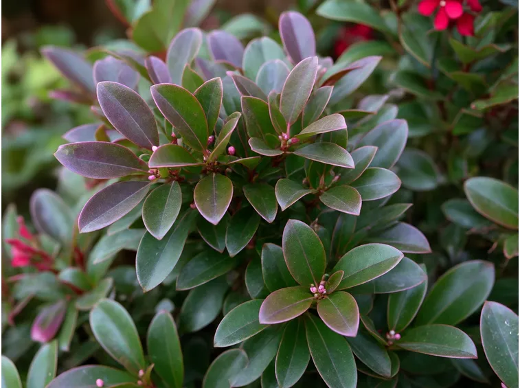 leucothoe piante