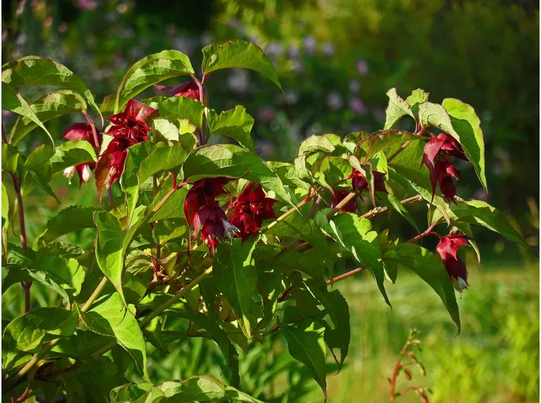 leycesteria formosa