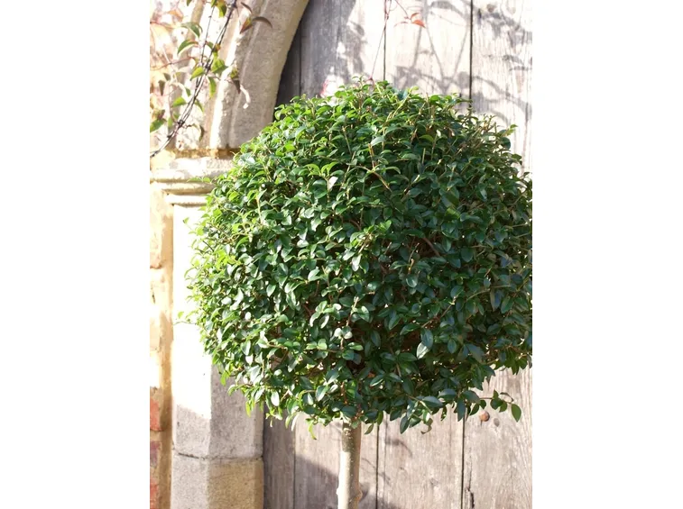 Ligustro 