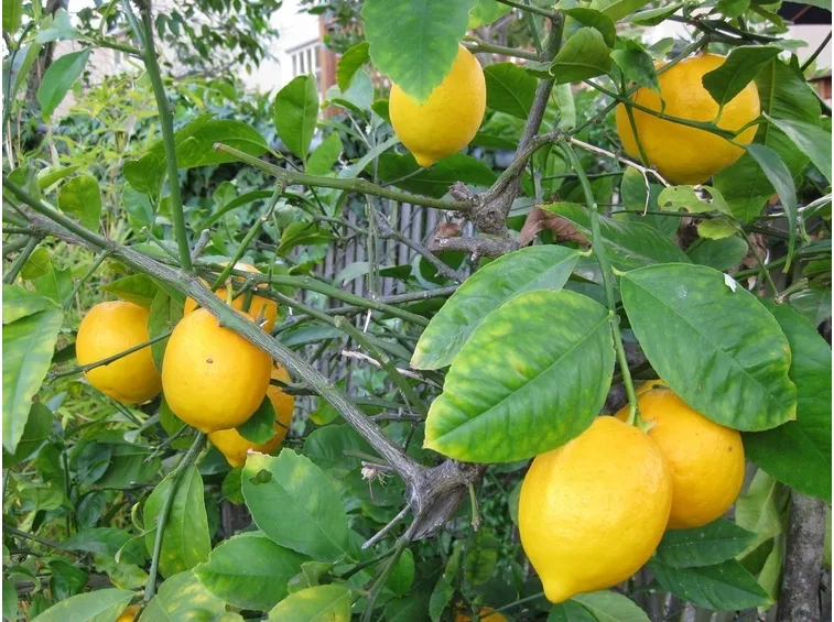 limoni