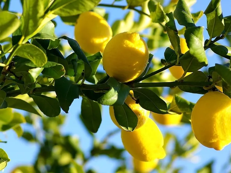 Limoni