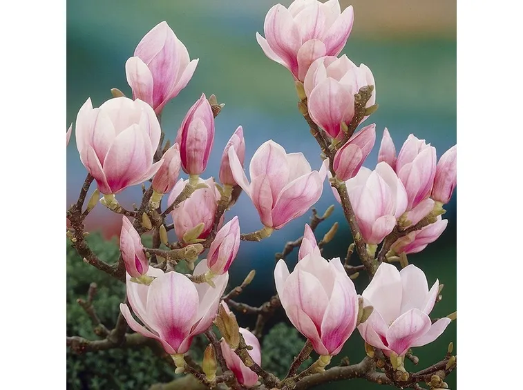 magnolia
