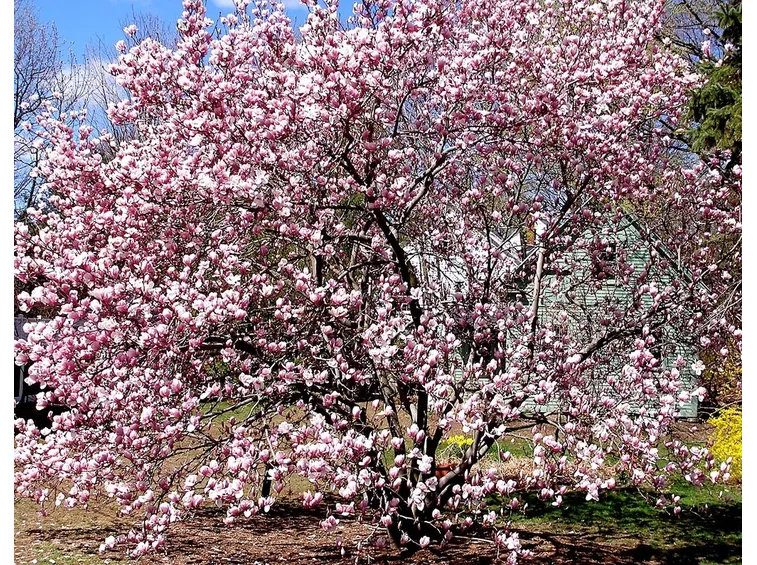 magnolia fiorita