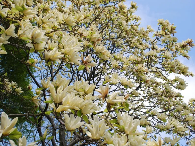 fiori magnolia