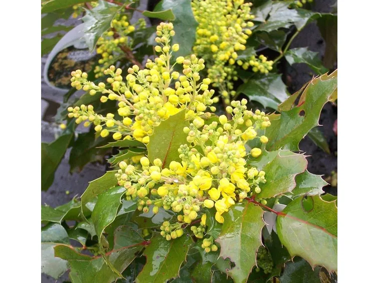 mahonia aquifolia