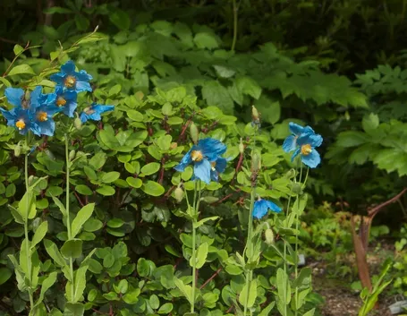 meconopsis 