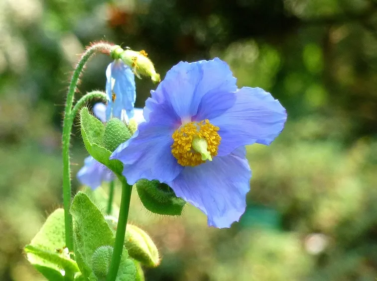 papavero blu