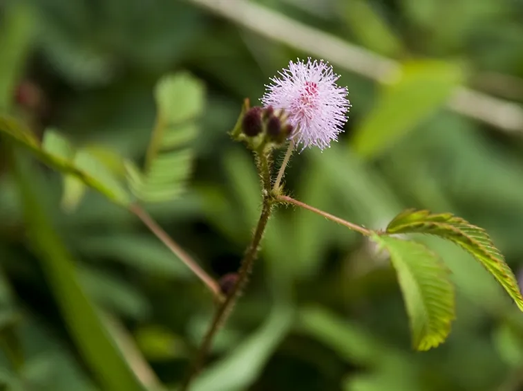 Rinvaso mimosa