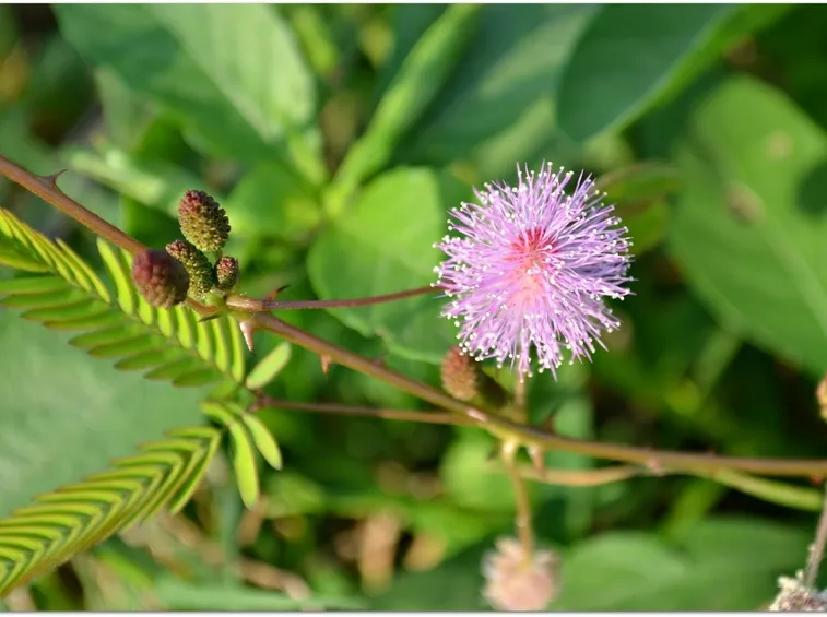 Mimosa pudica