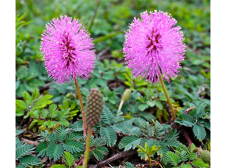 Mimosa pudica