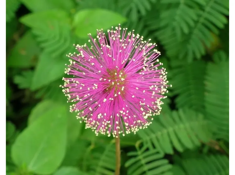 Mimosa sensitiva