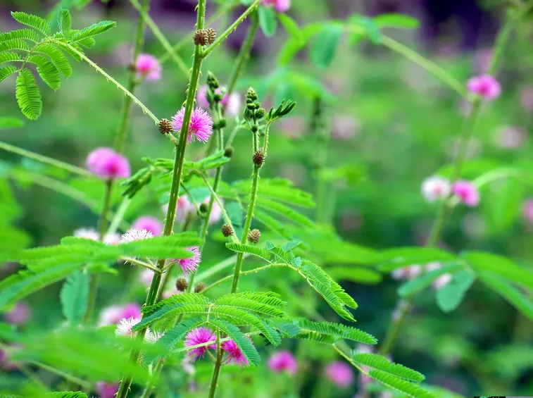 mimosa pudica