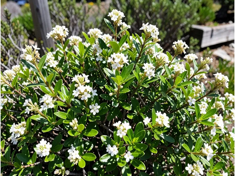 Olearia