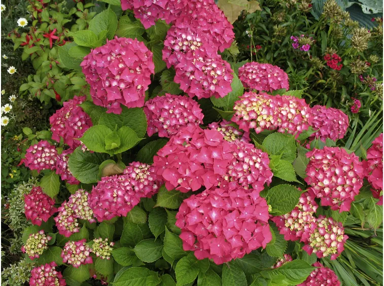 Ortensia