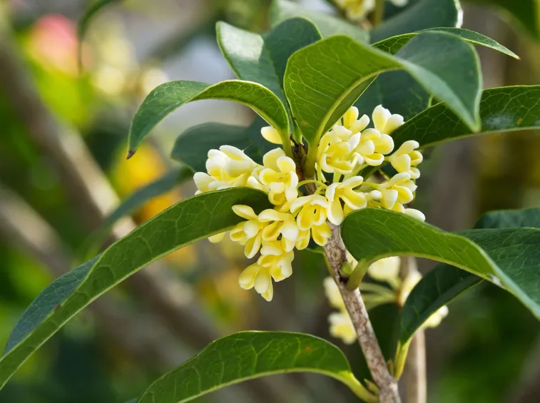 fiori profumati osmanto