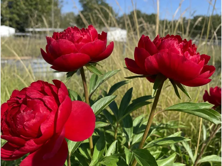 coltivazione delle peonie