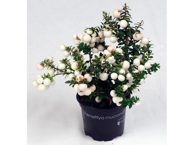 fiori