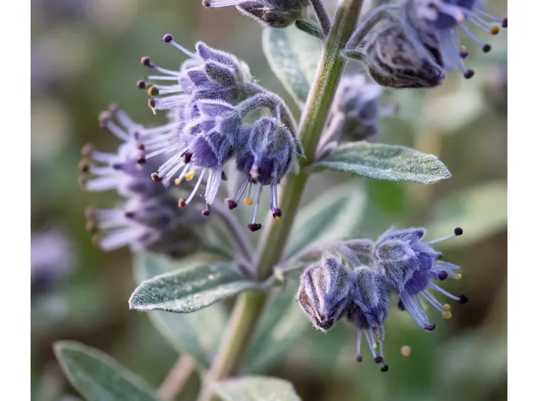 Perovskia atriplicifolia