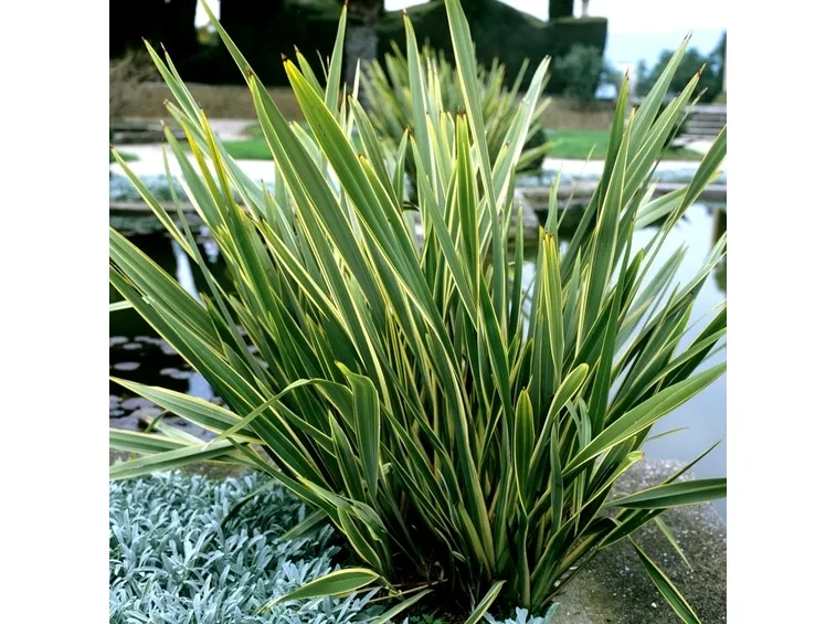 phormium