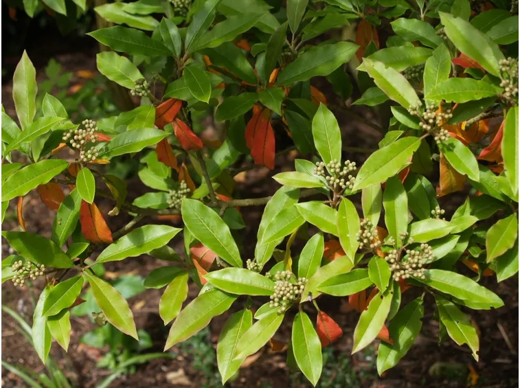 photinia davidiana