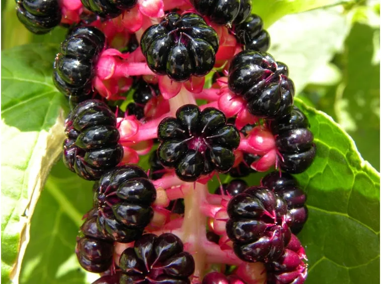 Fitolacca
