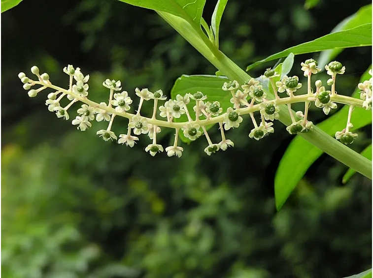 Fitolacca
