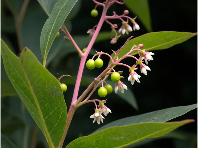 Fitolacca