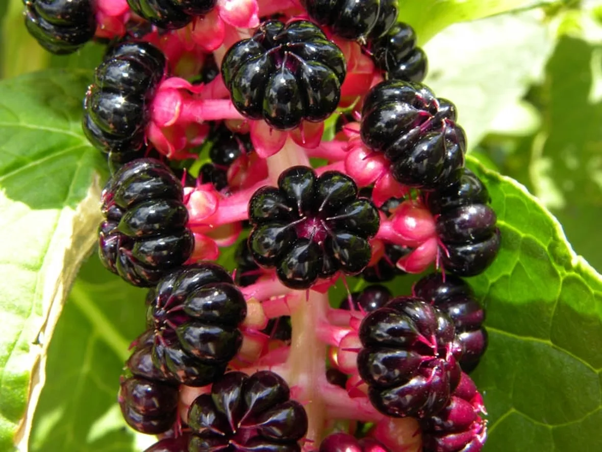 Fitolacca