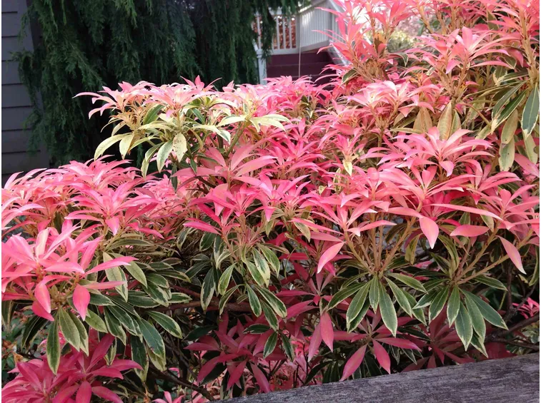 Pieris japonica