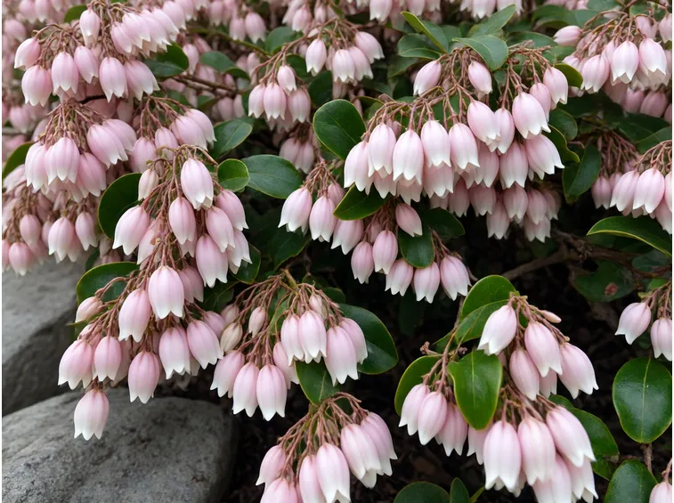 Pieris formosa