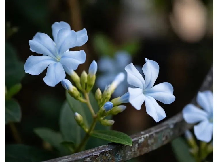 plumbago larpentae