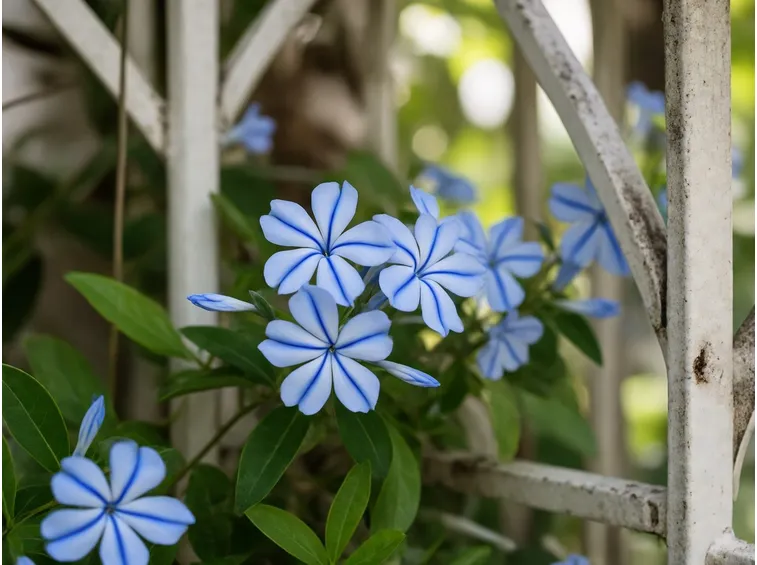 pianta plumbago