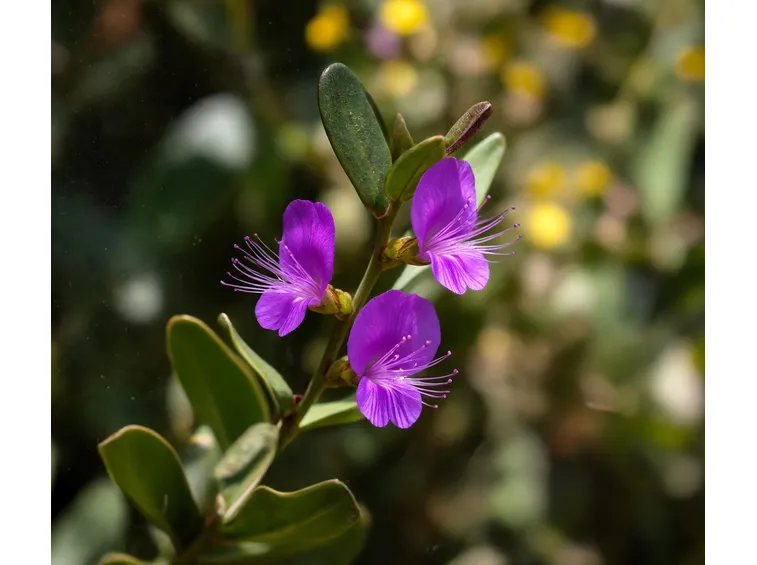 Poligala mirtifolia