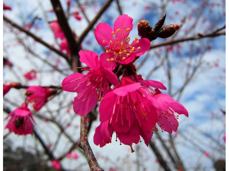 prunus campanulata